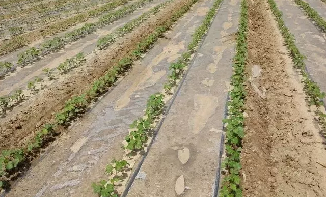 节水灌溉